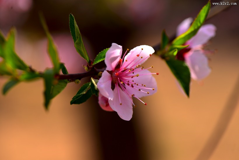 好看的粉红色桃花图片
