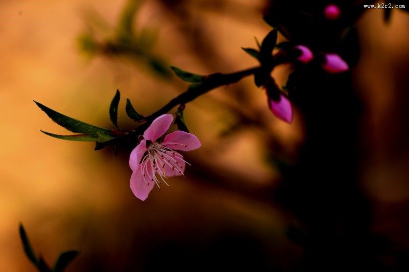 好看的粉红色桃花图片