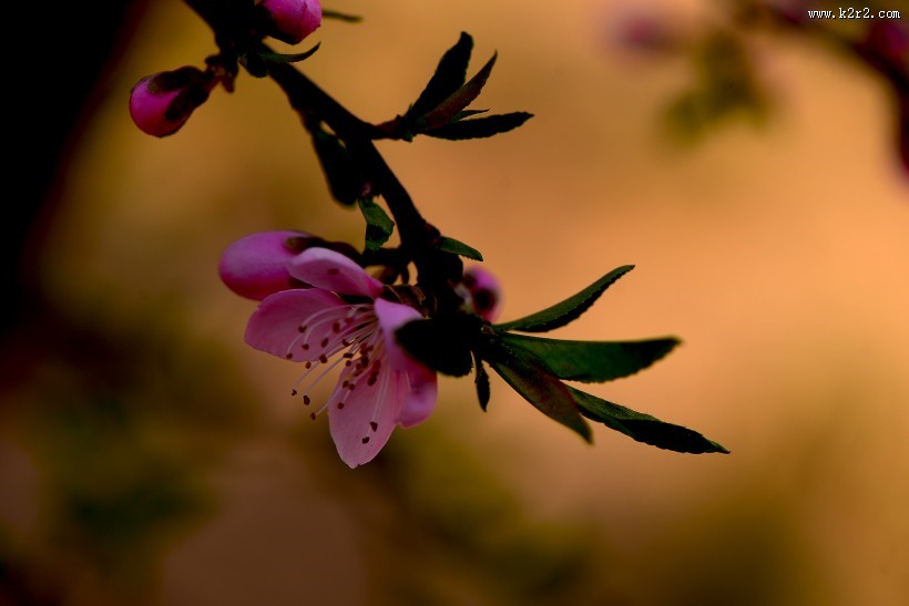 好看的粉红色桃花图片