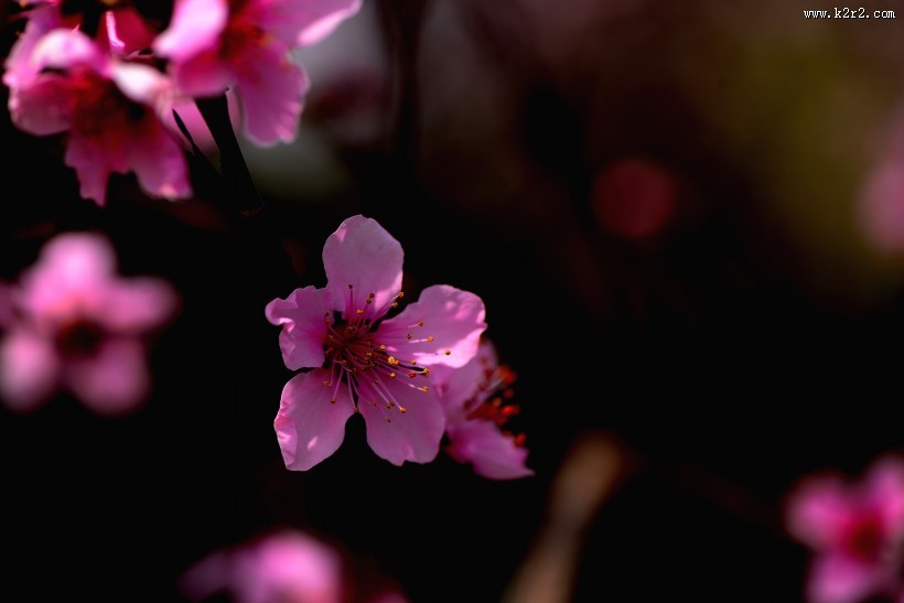 好看的粉红色桃花图片
