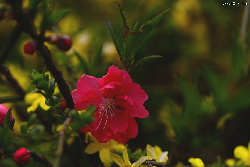 好看的粉红色桃花图片