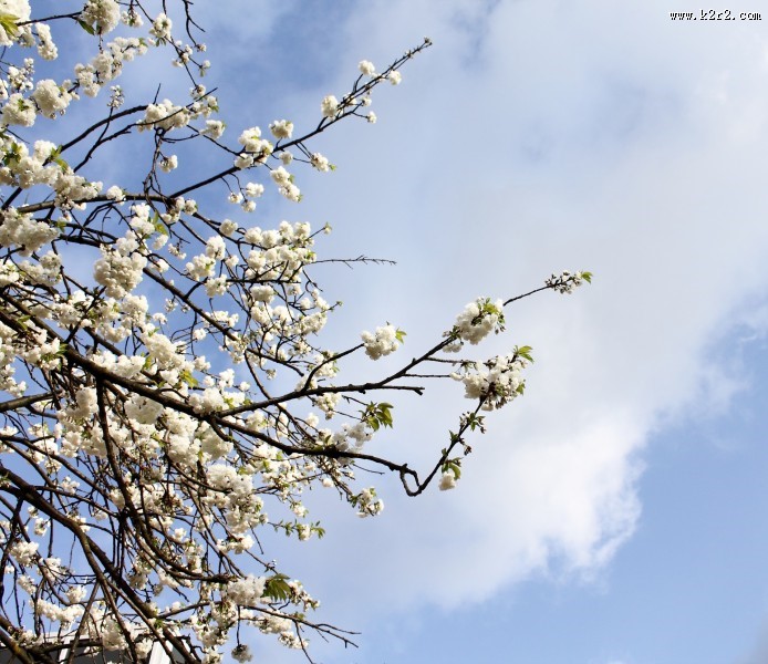 白色樱花图片