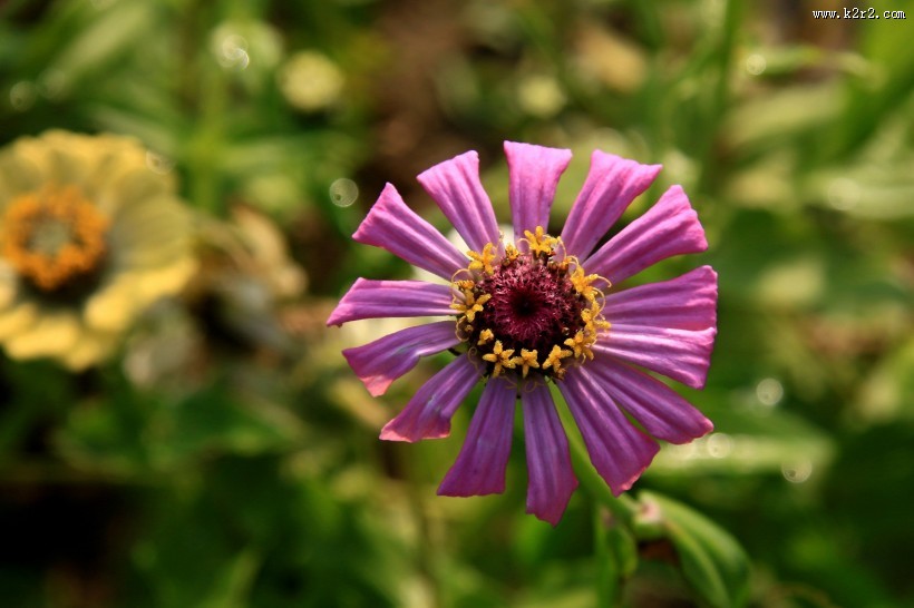 百日菊图片大全