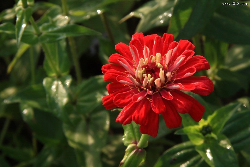 百日菊图片大全