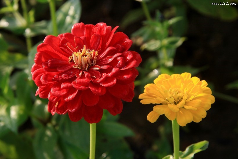 百日菊图片大全