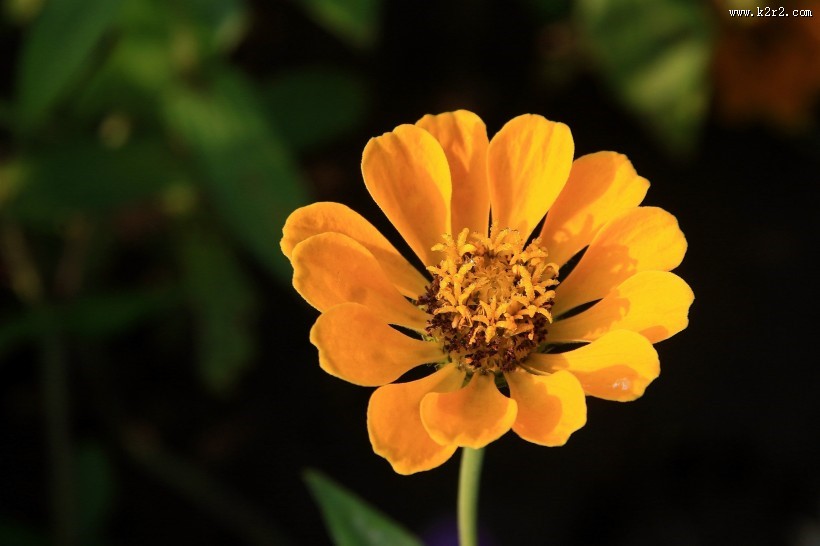 百日菊图片大全