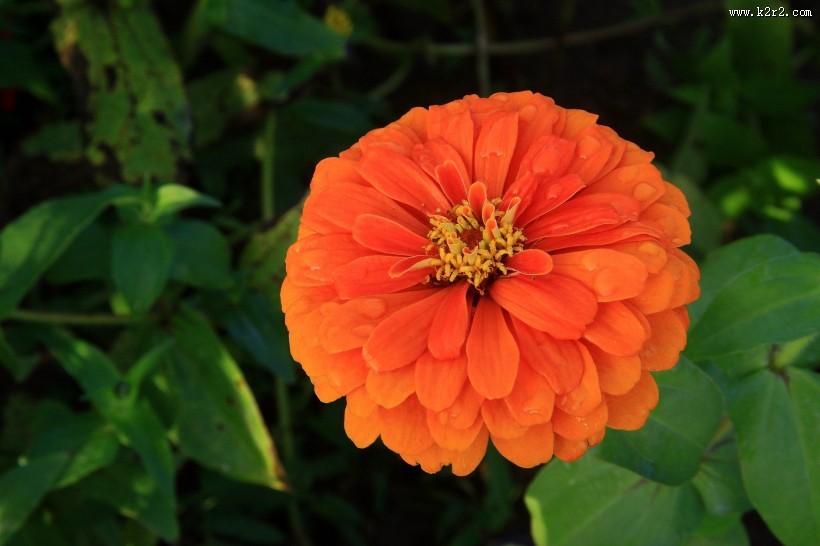 百日菊图片大全