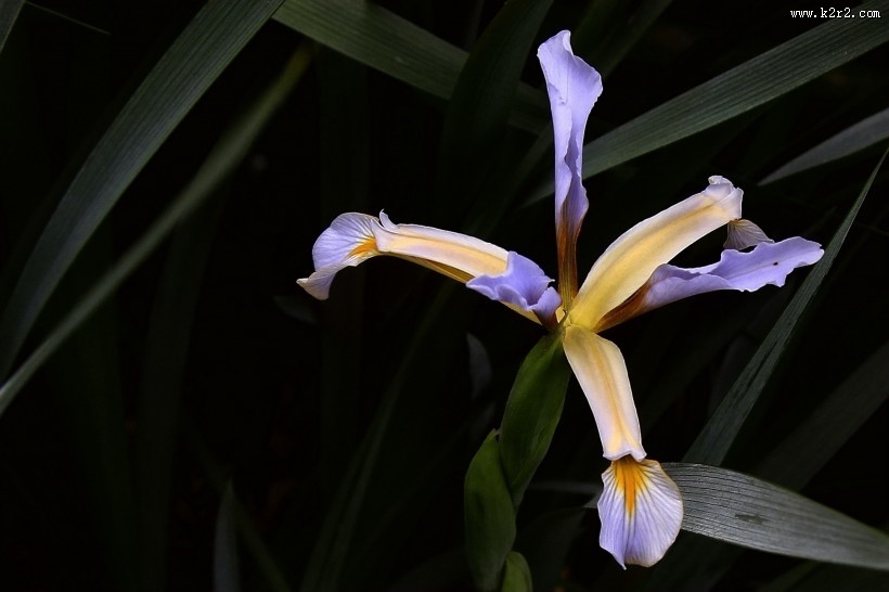 马兰花图片大全