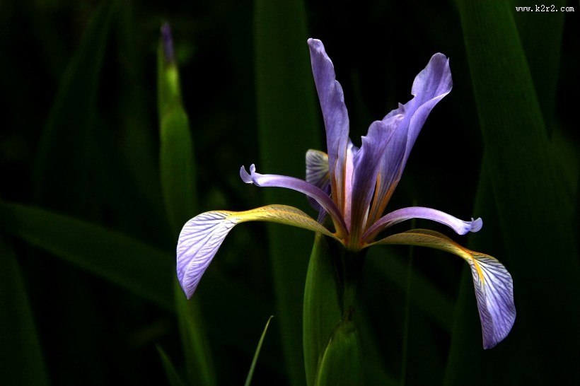 马兰花图片大全