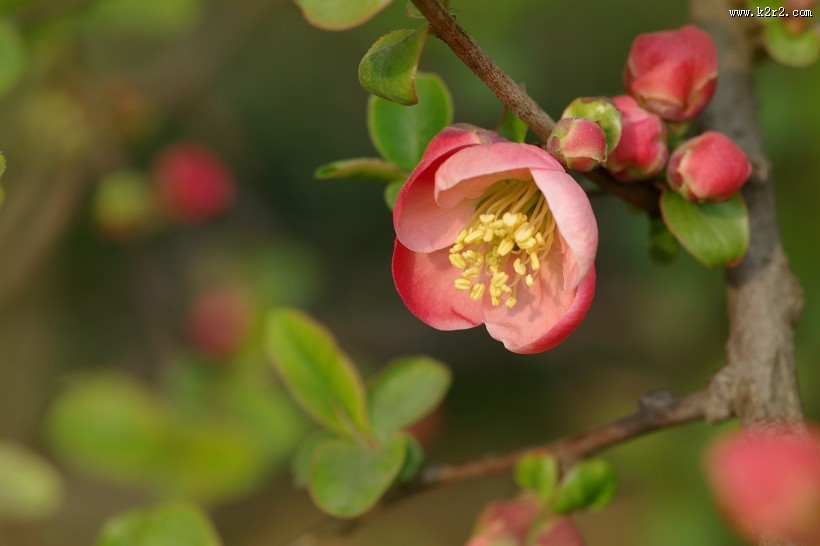 贴梗海棠花图片