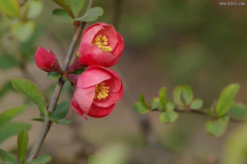 贴梗海棠花图片