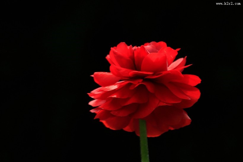 洋牡丹图片大全