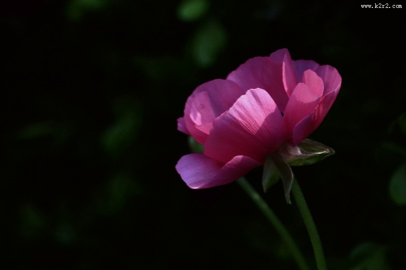 洋牡丹图片大全