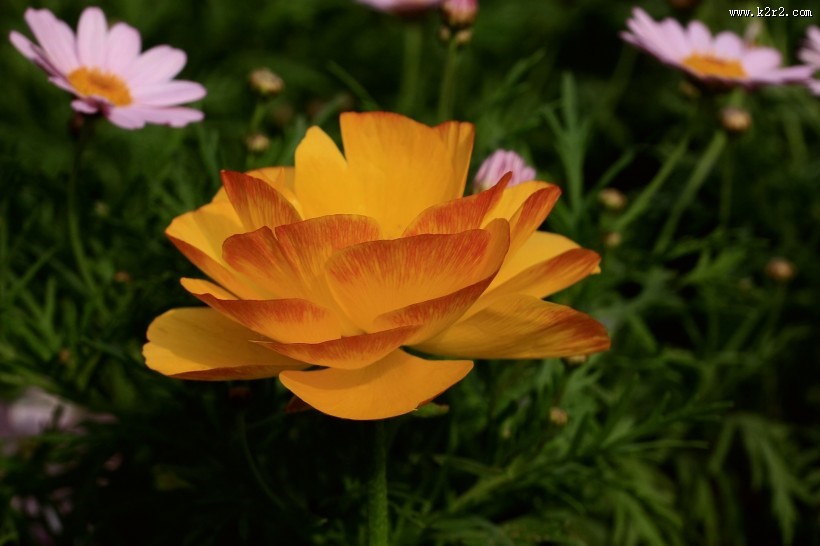 洋牡丹图片大全