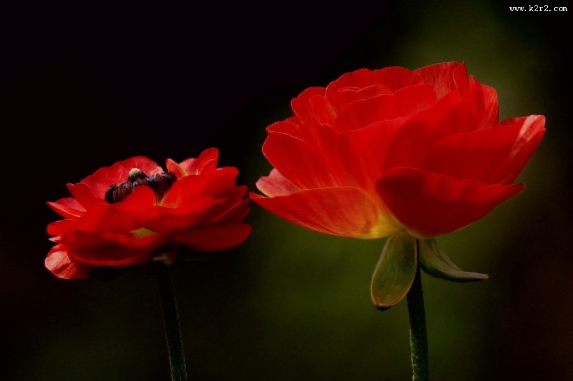 洋牡丹图片大全