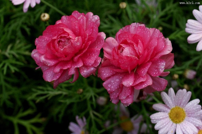 洋牡丹图片大全