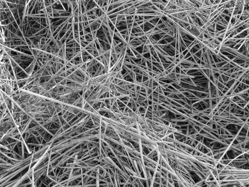 冬季萧瑟的芦苇图片