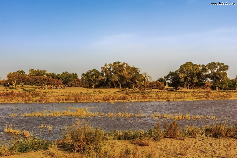 胡杨林图片大全
