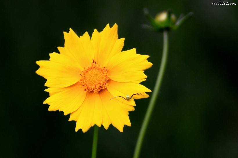 黄色的金鸡菊图片