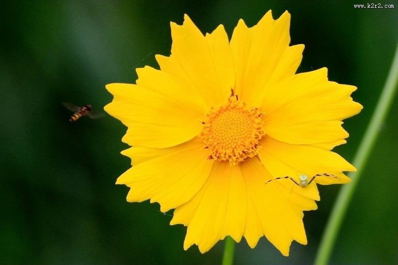 黄色的金鸡菊图片