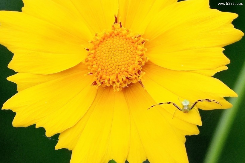 黄色的金鸡菊图片