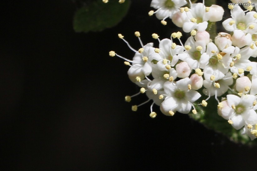 地中海荚蒾图片
