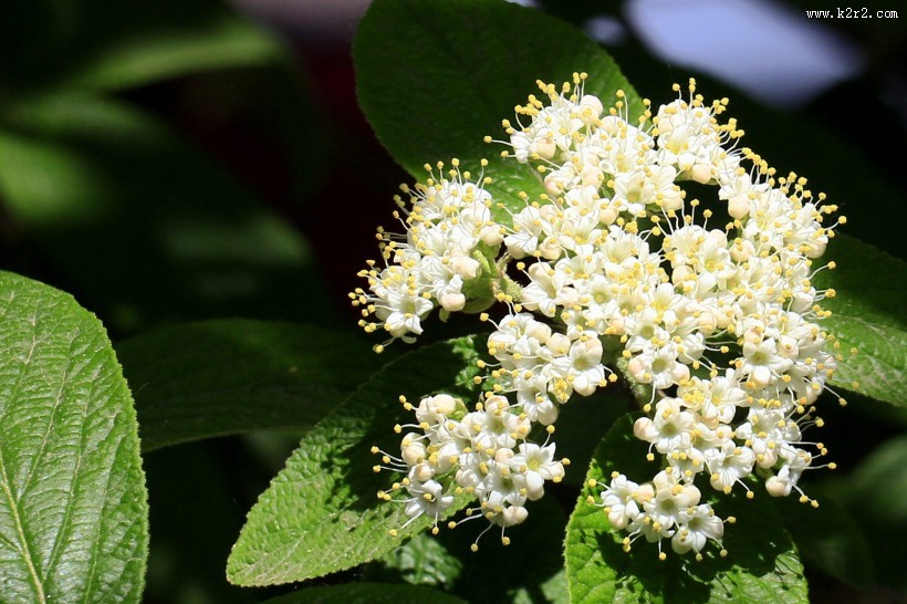 地中海荚蒾图片
