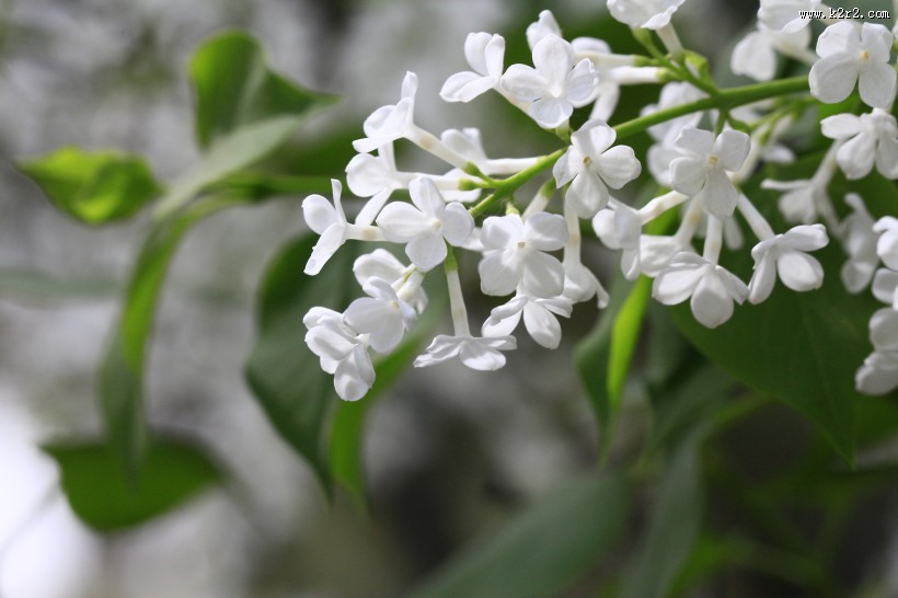 丁香花图片大全