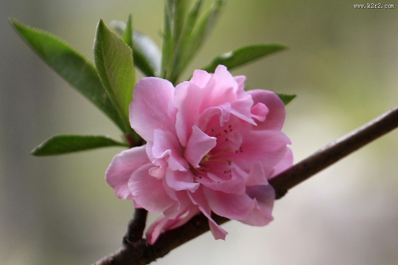 碧桃花图片大全