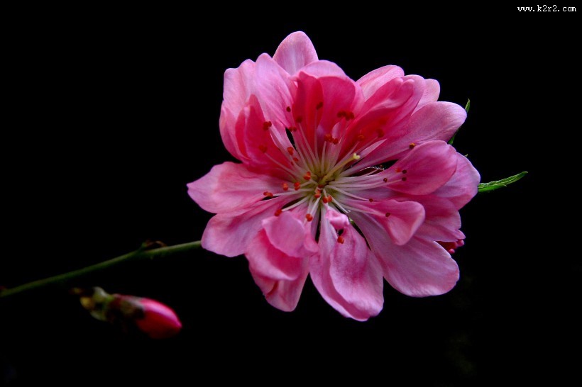 碧桃花图片大全