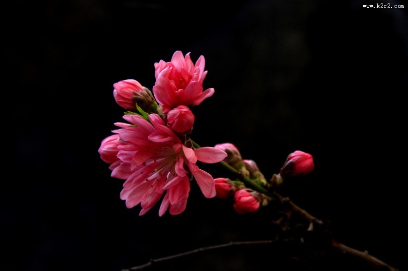 碧桃花图片大全