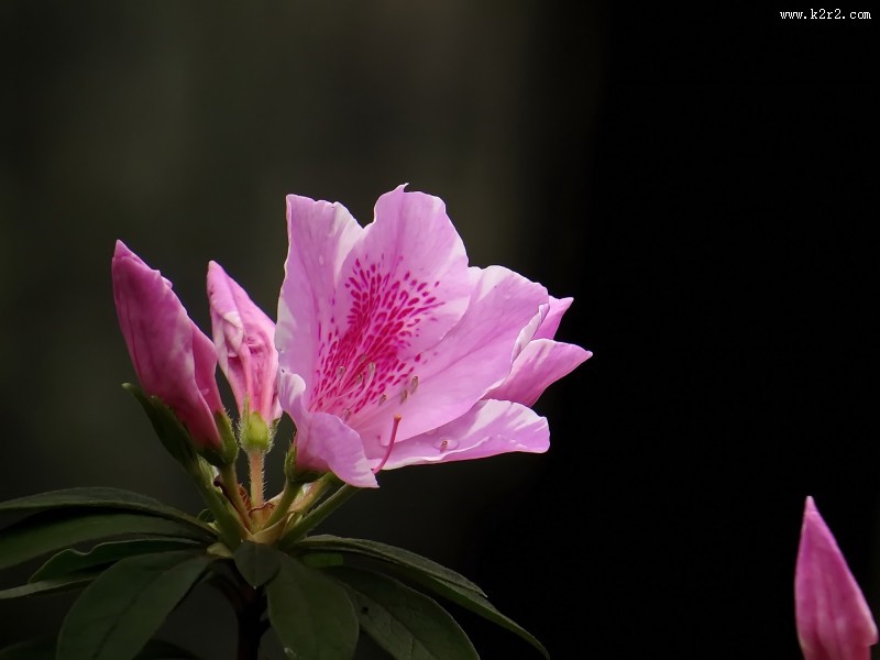雨后的粉花杜鹃图片大全