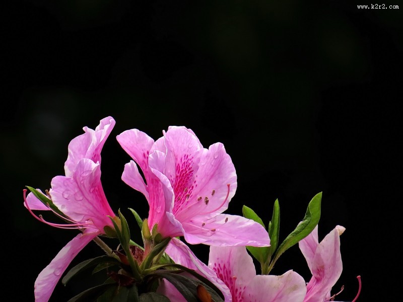 雨后的粉花杜鹃图片大全
