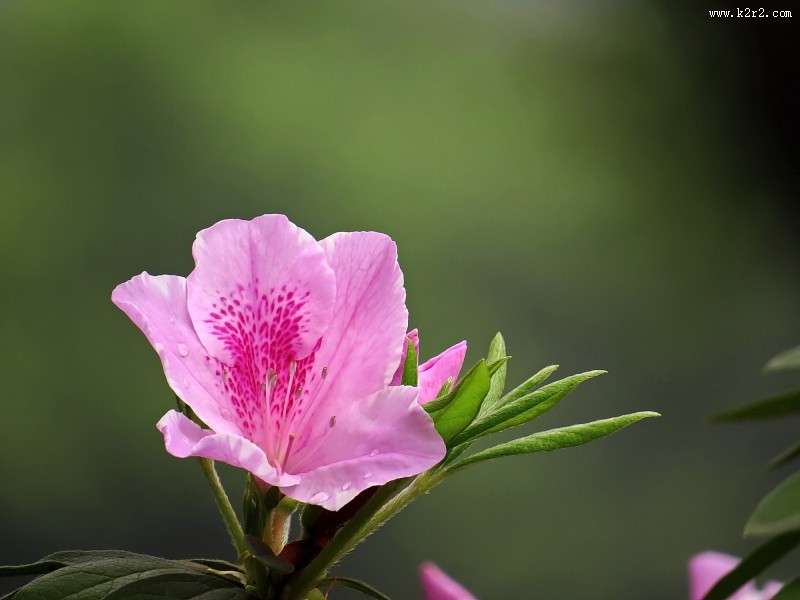 雨后的粉花杜鹃图片大全