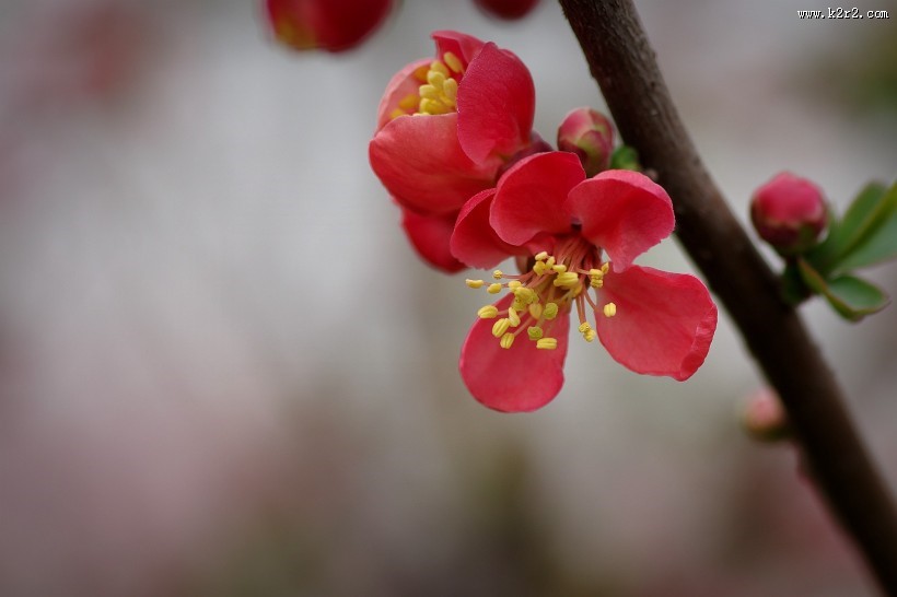 贴梗海棠图片大全