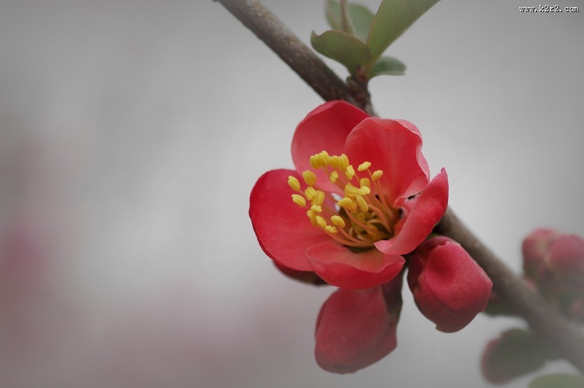 贴梗海棠图片大全