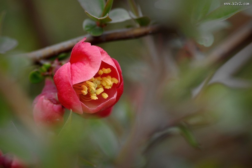 贴梗海棠图片大全