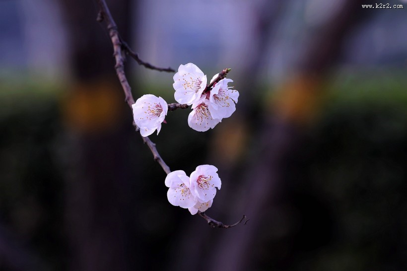 白色杏花图片大全