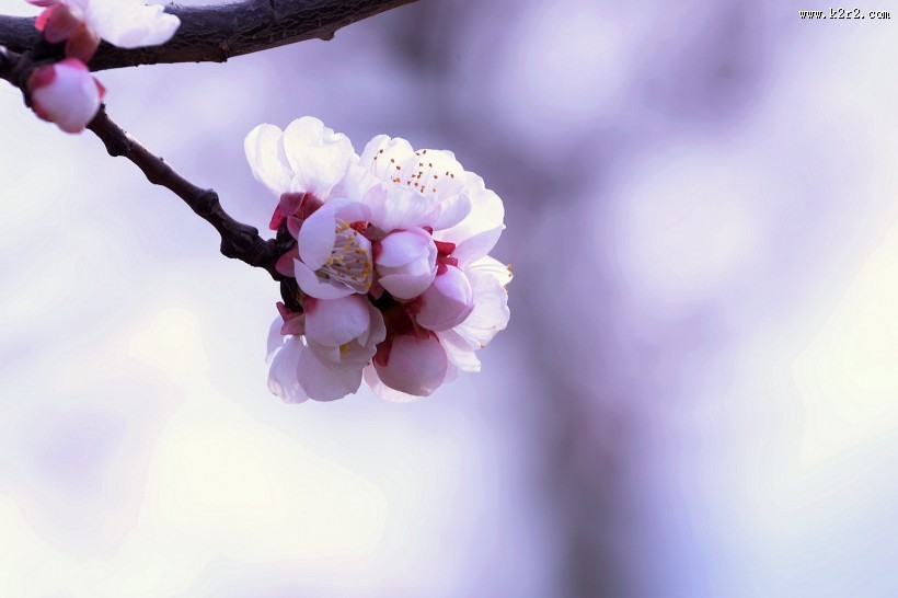白色杏花图片大全