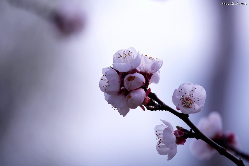 白色杏花图片大全