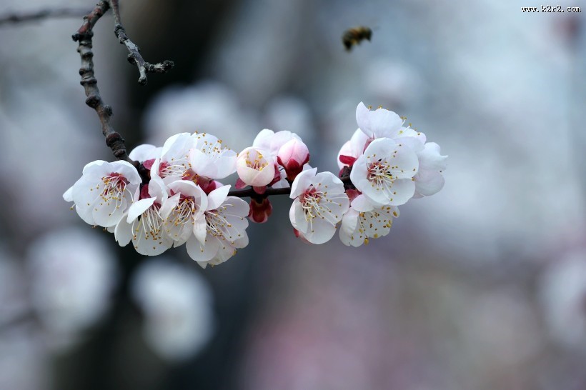 白色杏花图片大全