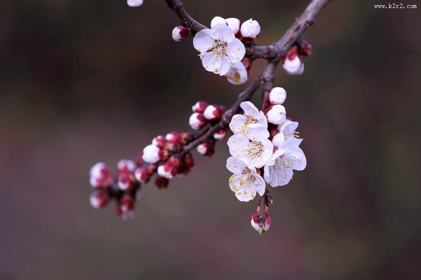 白色杏花图片大全