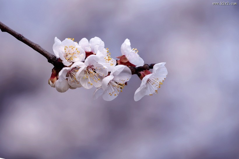 白色杏花图片大全