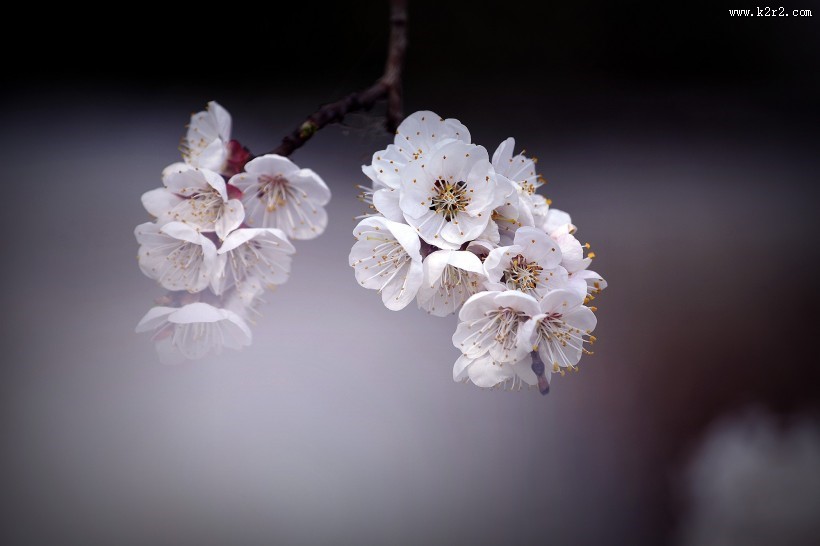 白色杏花图片大全