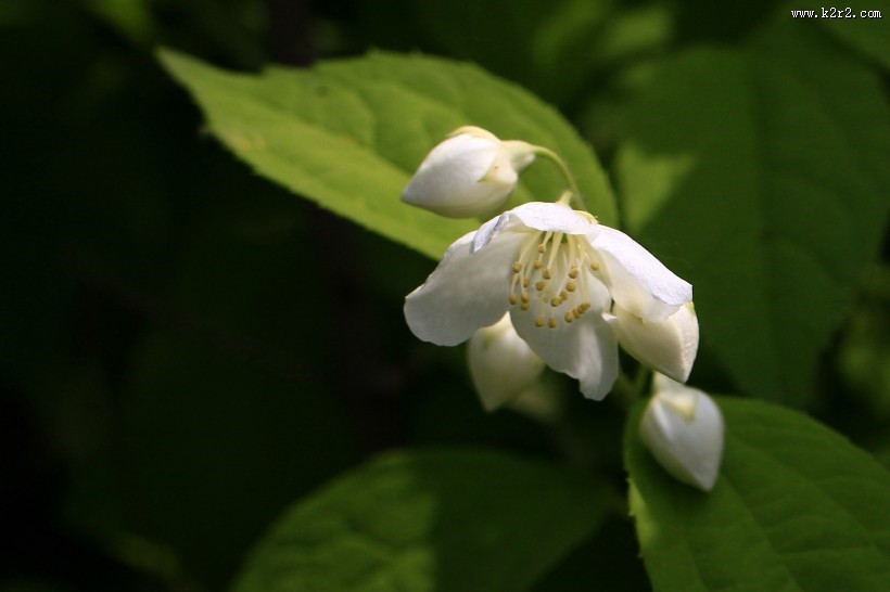 金叶山梅花图片