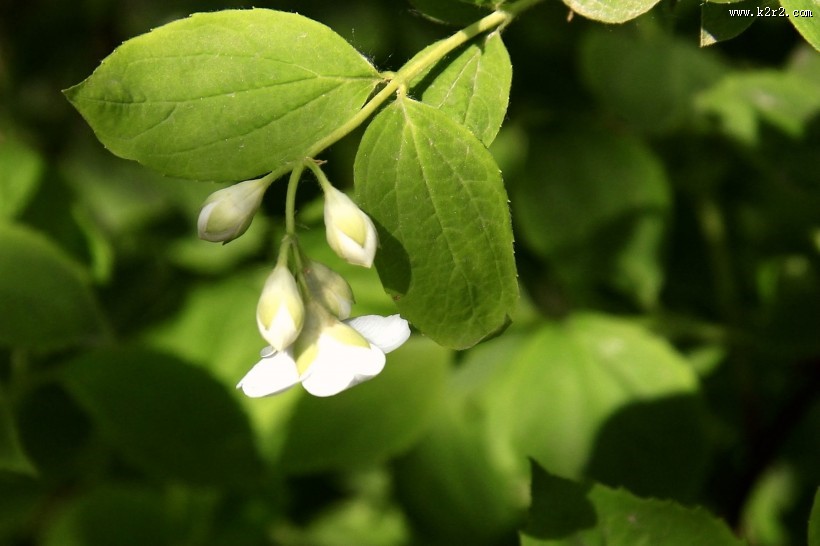 金叶山梅花图片