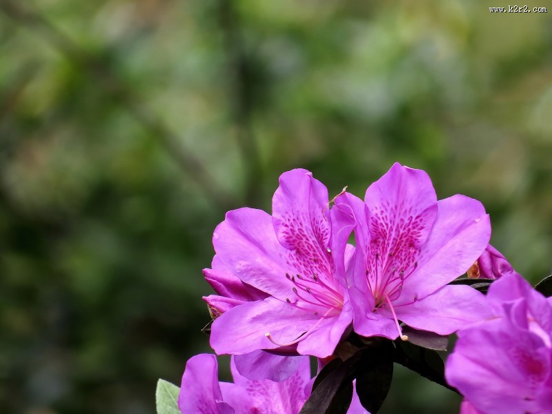 山踯躅  映山红杜鹃花图片