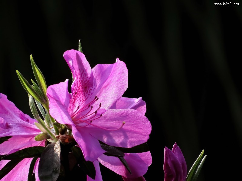 山踯躅  映山红杜鹃花图片