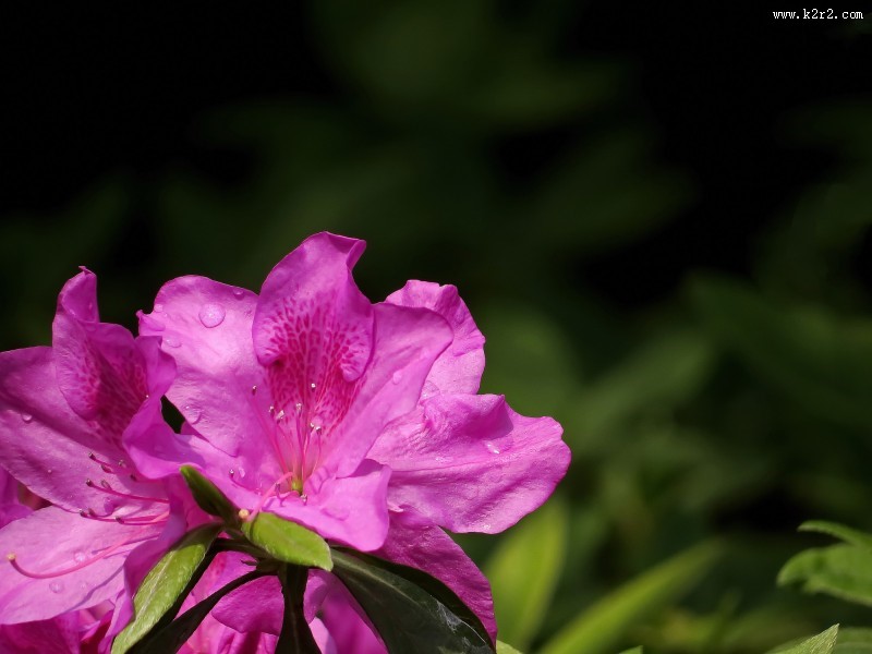 山踯躅  映山红杜鹃花图片