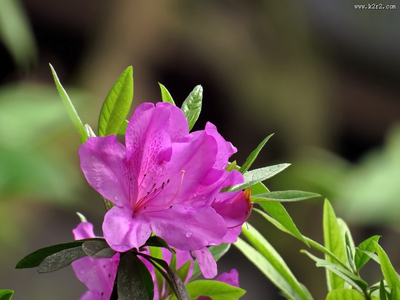 山踯躅  映山红杜鹃花图片